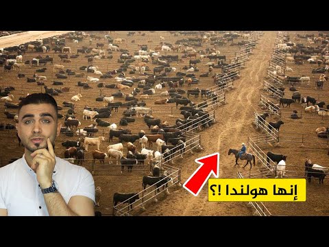 تربية مليار بقرة في هولندا بطرق مذهلة مزارع الأبقار من كوكب ثاني ستتمنى أن تعمل في هذه المزارع
