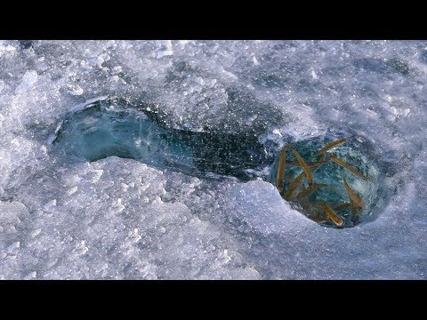 The <strong>nest</strong> of a small fish made of ice