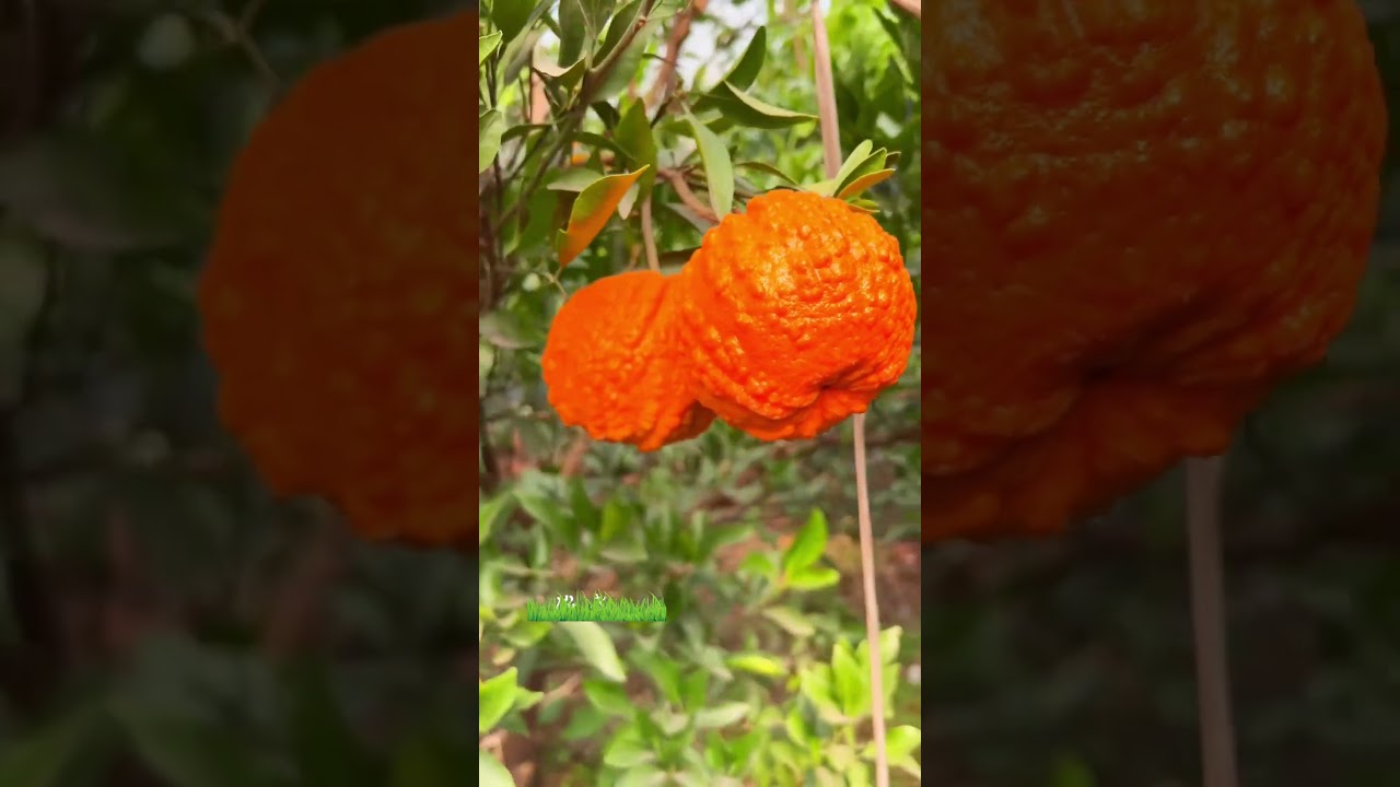 pumpkin orange- fruit picking