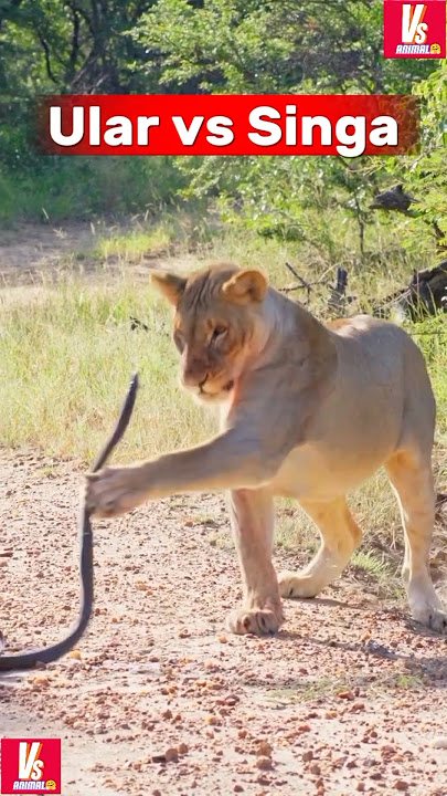 PERTARUNGAN TAK SEIMBANG ULAR DAN SINGA‼️#animals #shorts #singa #ular