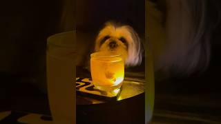 Turmeric Magic And Timtims Reaction