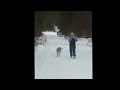 Training New Sled Dog Training New Sled Dog