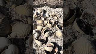 เปลือก-หอยแครง🐚เยอะมาก #nature #beachvibes #sweden