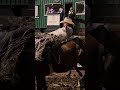 Bareback Rider Waylon Bourgeois