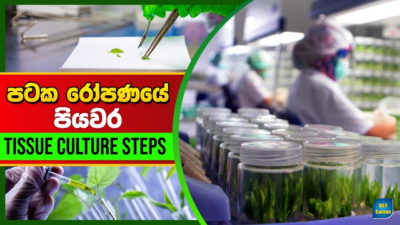 Tissuclture Steps,පටකරෝපනයෙ පියවර,BST Saman