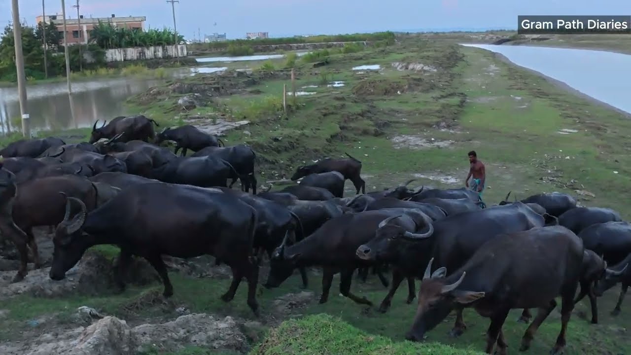 Buffalo swimming across the river | মহিষ সাঁতার কেটে নদী পাড়ি দিচ্ছে | Gram Path Diaries I GPD