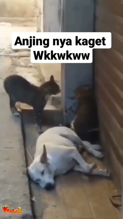 kucing lucu sampai anjing kaget
