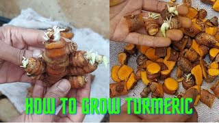 How to grow turmeric at home II Easy method to grow turmeric at home