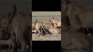Lions eating zebra alive. shortsfeed wildlife lion