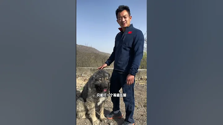 告訴你誰才是老大#狗狗 #高加索犬 #比特犬 #大型犬 #猛犬 - 天天要聞