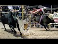 ¡UNA GENÉTICA DE REPARO BIEN TRABAJADA! SON LOS TOROS BRILLANTES DE RANCHO EL DORADO DE JOSE GARCÍA