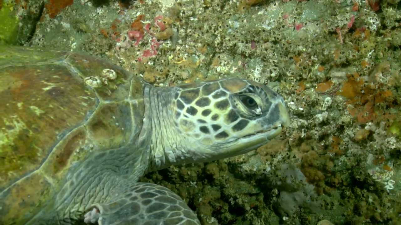 Marine Anxiety Therapy 101