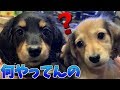 ダックス仔犬姉妹に激烈な「チュー」したら困った顔が可愛すぎたｗｗｗ