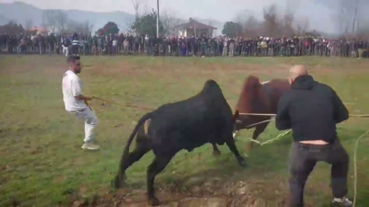 Traditional bull battle: Sooski vs Sorkhe Seyl