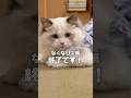 これを逃したらもったいない！ #猫カフェmocha #猫のいる暮らし #猫好きさんと繋がりたい