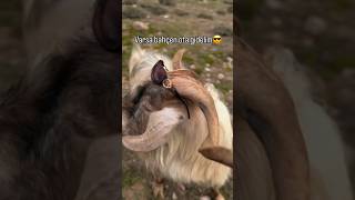 Varsa şekerin çaya geçelim #nature #komik #funny #funnyvideo #öneçıkar #koyun #goat #animals