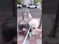 Typhoon winds are no match for Pudding the dog on a walk #dogs #cute #weather