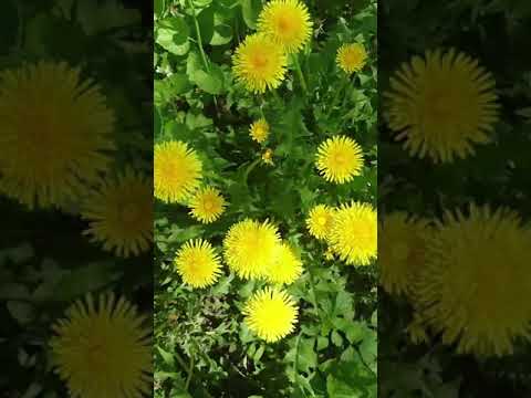 Целебная сила одуванчика. #Shorts