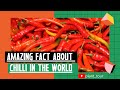 Amazing fact about chilli in the world  plant tour