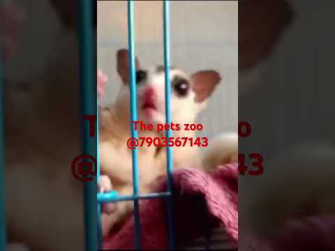 The pets zoo like nd subscribe fr 10% discunt #onlinepetsshopinpatna #doglover#cute#pets #doglover🥰