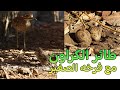 طائر الكروان مع فرخه    