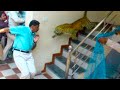 15 Incredible Encounters of Wild Animals Invading People’s Homes