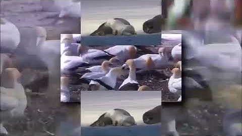 Better Reupload Scan From Lazy Butterfly