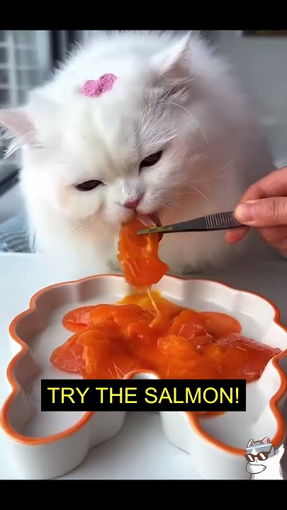 CAT ASMR - SALMON