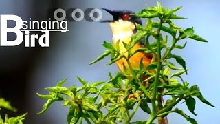 beautiful bird singing sound | bird moment video | birds video | #bird #birdsound #birdsinging