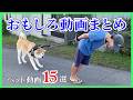 【今日、まだ笑ってない人へ】犬猫たちの謎すぎる"珍事件" 15選|PECO