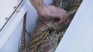 Florida's Lobster Mini-Season Looks Different This Year