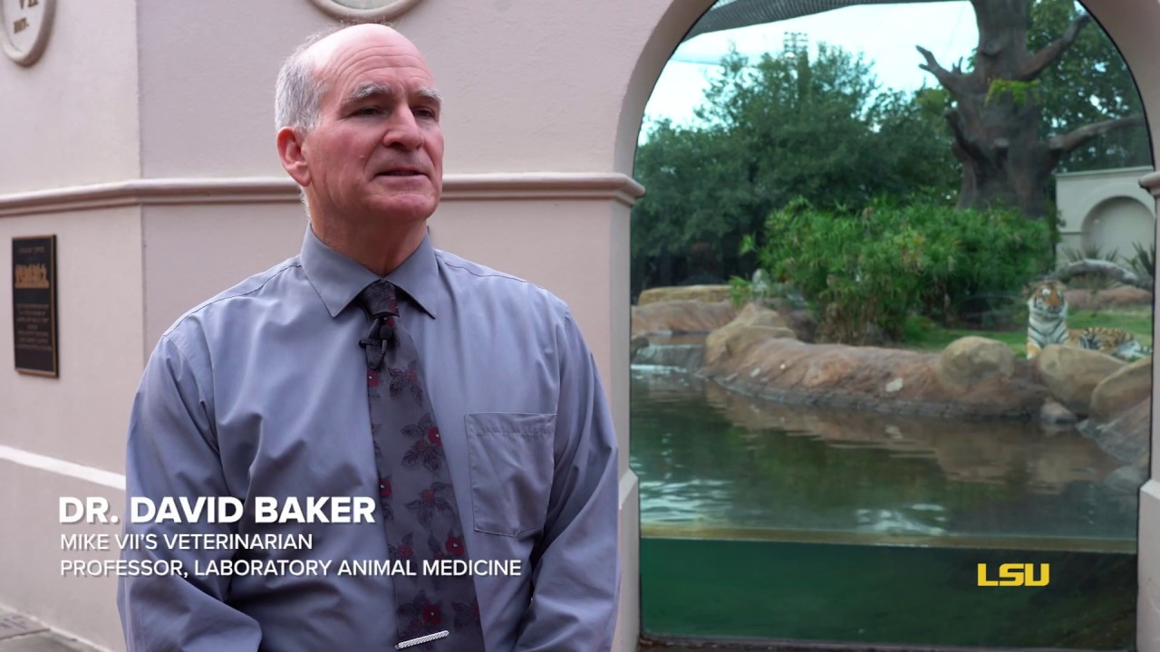 Q&A with Mike VII's Veterinarian