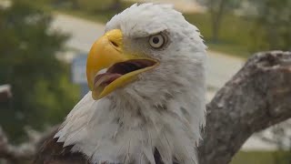 SWFL Eagles 5-17-24. F23 in the Nest Tree & at the Pond; The Herd + Pond & Pasture Life!