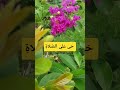 ح ی ع لی الص لاة آو نماز کی طرف Alquran Azan Love Islamicvideo ح ی ع لی الص لاة آو نماز کی طرف Alquran Azan Love Islamicvideo