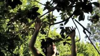 Burt's Bees presents Music from Nature by Diego Stocco