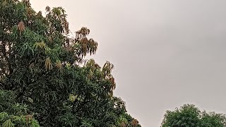 Bing Of San Jose Tv Is Live Thursday Afternoon May 16 Ls Live To Watch Hour