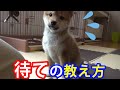 豆柴 柴犬のしつけ 「待て」の教え方！