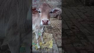cute cow baby 🍼😍#shorts #trending #kids video #satisfying