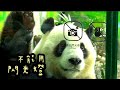 圓寶趴在玻璃上看遊客，圓寶超級可愛|熊貓貓熊The Giant Panda Yuan Yuan and Yuan Bao|台北市立動物園