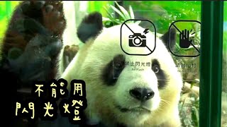 圓寶趴在玻璃上看遊客，圓寶超級可愛|熊貓貓熊The Giant Panda Yuan Yuan and Yuan Bao|台北市立動物園