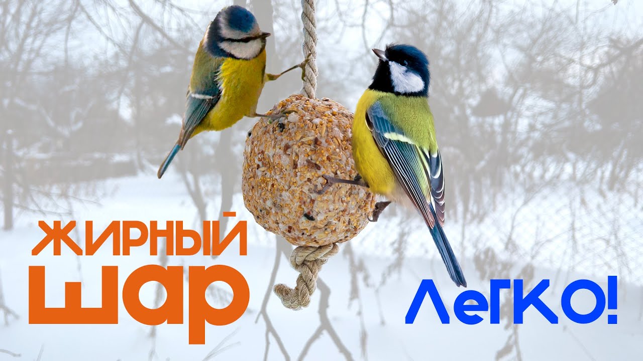 Лакомство для птиц своими руками. Жирный шар. Fat ball. Feeding birds in winter. 