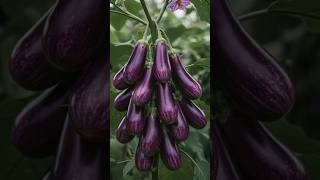 How to grow  eggplant 🍆 from fruit produce more fruit in a short period of time.#eggplant