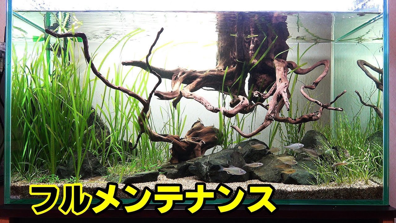 レイアウト完成 日本淡水魚水槽90cmメンテナンス 27 Youtube