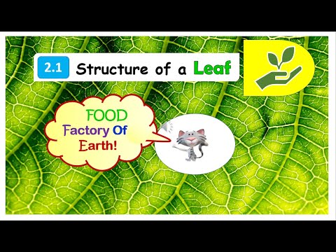 BIOLOGY FORM 5 (2.1) LEAF STRUCTURE #spm #kssm #igcse #plantnutrition ...