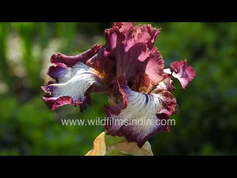 German Bearded Irises bloom in blue, white, plum, peach and copper shades in the roadside garden