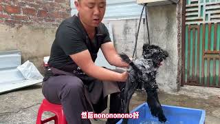 敏感咬人的狗怎么洗澡看下训犬师全程如何控制的看完不后悔#宠物 #训犬师 #训狗