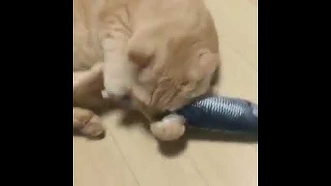 Dancing Fish Catnip Kicker Toy - Dancing Fish Video dancing fish kicker toy1