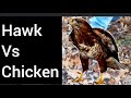 Hawk vs Chicken / hawk killed our chicken / farm predators