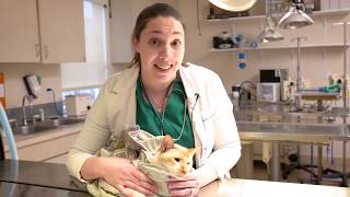 Sherm and his Dental Procedure by East Lake Cat Cat Center 96 views 5 years ago 1 minute, 3 seconds