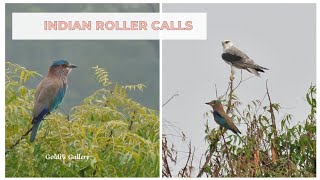 Indian Roller calls